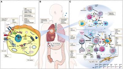 Frontiers | The Resistance Mechanisms Of Lung Cancer Immunotherapy